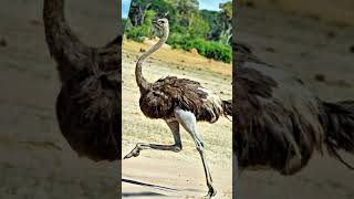 Ostriches are the fastest birds on land [upl. by Mariska439]