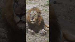 Lion at Inyati Game Lodge [upl. by Ferna]