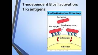 B cell activation  Immunology [upl. by Yrrej390]