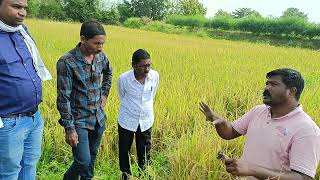 SRT rice farming versus old farming different [upl. by Siward270]