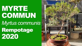 REMPOTAGE MYRTE COMMUN 2020 [upl. by Nelleus]