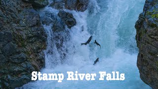 Stamp River Provincial Park  Fish jumping falls to get up river [upl. by Htor985]