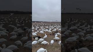 Migrators in March at Habitat Flats with our friend tonyvandemore snowgoosehunting springsnows [upl. by Eugnimod]