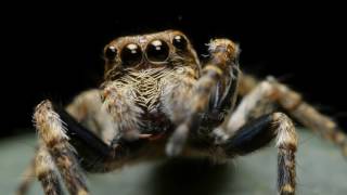 Adorable Primping Jumping Spider  Servaea vestita Salticidae [upl. by Matland552]