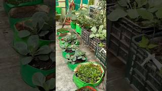 🌾কোন গ্রো ব্যাগে কি সবজী লাগাবো⁉️What Vegetables should I plant a GROW BAG ❓ garden trending [upl. by Zzaj915]