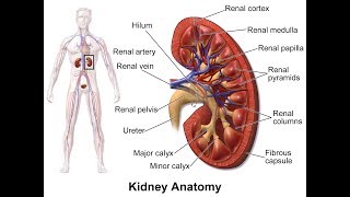 Kidney Diseases in Children  DrSusan Uthup [upl. by Reaht]