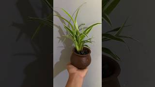 Simple indoor plant ideas 🪴how to grow indoor plants in water without soil ☘️🍃🌱house plants 🌵🌿 [upl. by Airec]