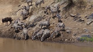 MASAI MARA RIVER  GREAT MIGRATION [upl. by Ayanaj258]