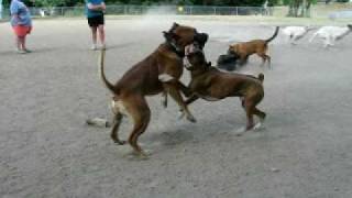 Boxer pit bull vs Boerboel Showdown at dogpark [upl. by Alyad]