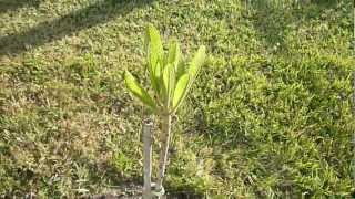 Tropical Fruit Trees  Magana Mamey Sapote  Part 1 [upl. by Nirrep345]