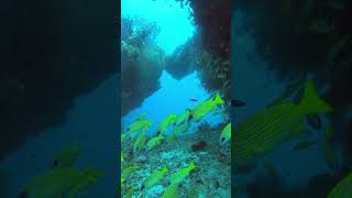 Diving with Underwater maldivesdiving maldivestrip [upl. by Thesda]