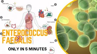 enterococcus microbiology lecture enterococcus faecalis Easy Microbiology [upl. by Adnoral]