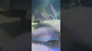 The Stingrays At Audubon Aquarium [upl. by Letti]