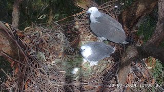 Sea EagleCAM Bielik białobrzuchy Sydney  zmiana Lady za Dad 2024 07 30 [upl. by Faxan152]