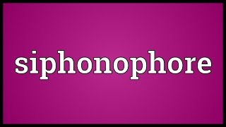 Siphonophore Meaning [upl. by Osrick]