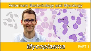 Mycoplasma Part 1  Veterinary Bacteriology and Mycology [upl. by Addiel]