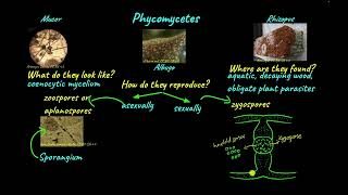 Fungi Classification II Classification of Fungi [upl. by Brandise847]