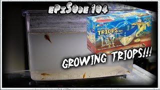 Triassic Triops Deluxe Kit Days 18 [upl. by Allit479]