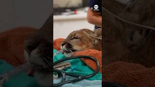 California mountain lion returns to the wild after recovering from injury [upl. by Syxela]