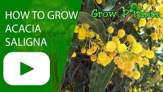 How to grow Acacia saligna [upl. by Madaras775]