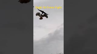 Eagle Vs Crows fighting Wild bird fight Wild nature Wildfire fight Wild birds survival [upl. by Edyth]