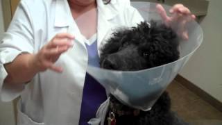 Placing an E Collar on a Dog [upl. by Naicul]