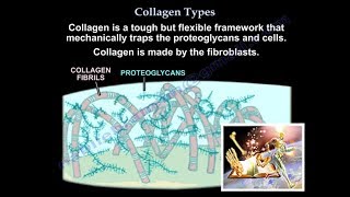 Hydrolyzed Type 2 Collagen The Secret to Healthy Joints and Cartilage [upl. by Caras]