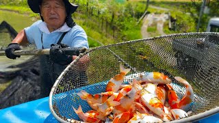 First Koi Harvest of the Season  Shintaro Koi Farm Japan [upl. by Enihpets]