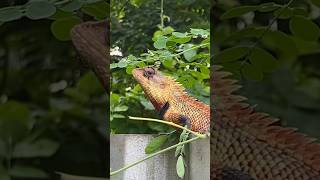 👀🥺🦎Colorfull Garden lizard Calotes versicolorlizard asmr nature animallover naturephotography [upl. by Hawthorn]