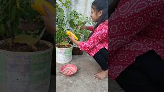 Process of How to Store Brinjal Seeds 🍆🍆 shorts garden vegetables gardening [upl. by Normac418]