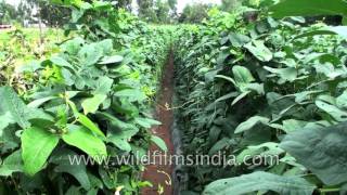 Yardlong bean or Vigna unguiculata ssp sesquipedalis [upl. by Adna]