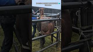 horse stallion equestrain youtubeshorts horsemarket horseing рек [upl. by Haggerty]