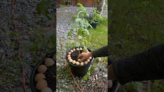 How to use eggshells in the garden gardening gardeningtips garden eggshells shorts tips [upl. by Tepper64]