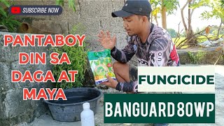 FUNGICIDE NA PANTABOY PA SA MAYA AT DAGA  Banguard Fungicide 80WP  Tetramethyl Thiuram Desulfide [upl. by Mack]