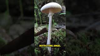 5 Most Poisonous Mushrooms [upl. by Inttirb949]