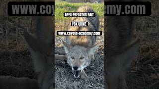 Wild Barking Coyote Today hunting trapping coyote [upl. by Milton]