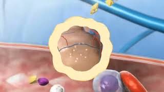 mechanism of blood pressure regulationCushing reactionchemoreceptorsantidiuretic hormone [upl. by Yelrebmyk]