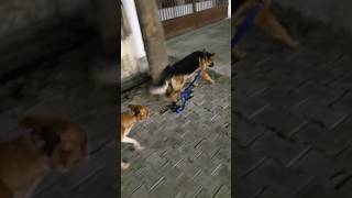 Indian dog and Garmen sefard dog Heal training trending pets funny doglover instagram 😂😂😂😂😂😂 [upl. by Hartfield890]