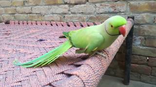 Pakistani Amazing Talking Parrot [upl. by Woolson]