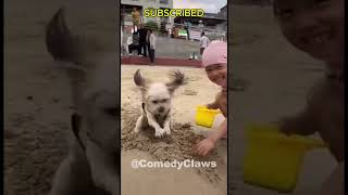 Funniest Cats and Dogs Videos 🐶🐱 short funnycats shortvideo funnycatvideos trynottolough [upl. by Harriman]