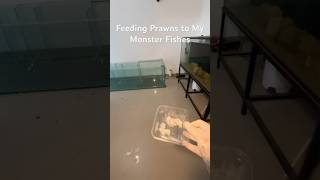 Feeding prawns to arowana oscar and other monster fish [upl. by Edals121]