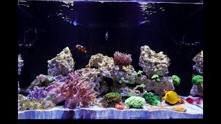 Waterbox Marine X 903  6 week tank update  soft coral and LPS tank [upl. by Benedikt]