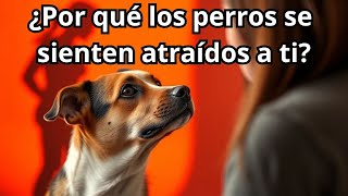 🐕 ¿Se Te Acercan Perros DESCONOCIDOS con Frecuencia 🐾  ¡Aquí Tienes los MOTIVOS 🤔 [upl. by Doownyl]