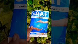 How To Use Saaf Fungicide In Hindi  best fungicide saaf fungicides roseplant garden [upl. by Jestude144]