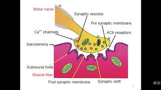 Case 3 Physiology of Skeletal Muscle Contraction [upl. by Sundstrom]