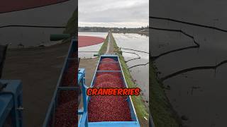 How Cranberries are Harvested 🤯 agriculture [upl. by Illom]