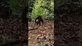 Return Baby Chimpanzees To Their Natural Habitat apes chimpanzee orangutan [upl. by Hsemin103]