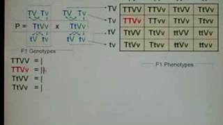 Genetics Dihybrid Cross 03 [upl. by Gairc776]