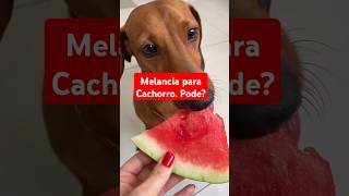 MELANCIA PARA CACHORRO cachorro petfeliz [upl. by Millisent]