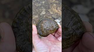 Ammonite Fossil Hunting Discovery  Surface Find  North Texas Creek Fossils [upl. by Laurinda]